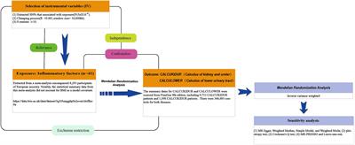 Inflammatory factors and the risk of urolithiasis: a bidirectional Mendelian randomization study